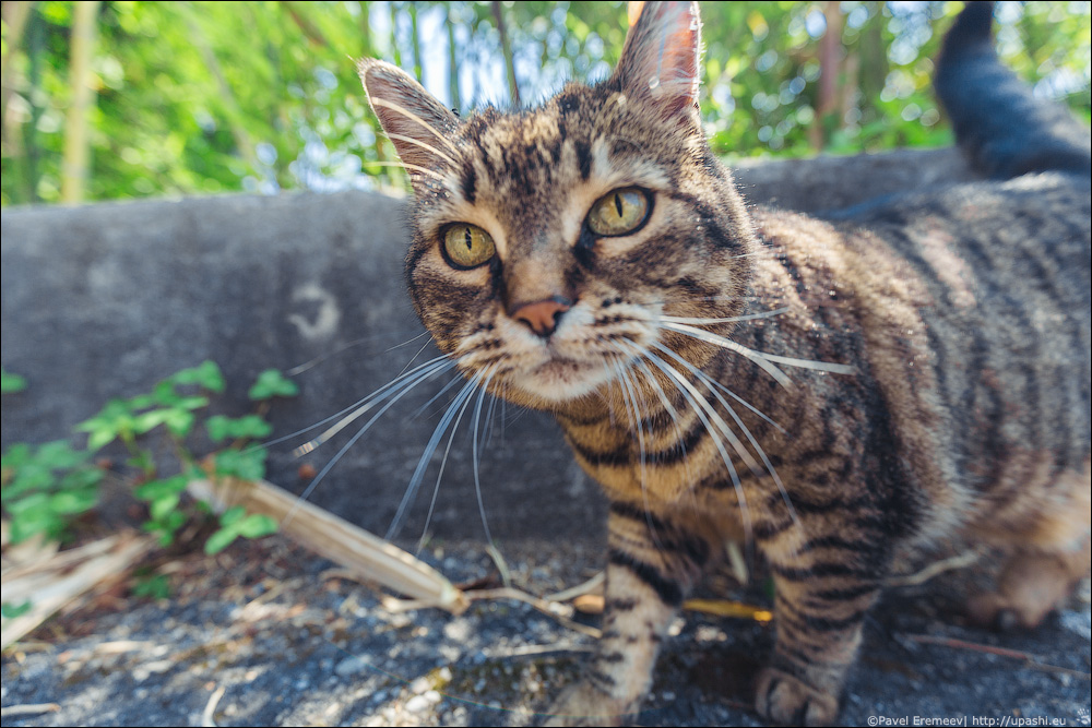 Пятничный швейцарский кот Базилио – Мир в фотоисториях